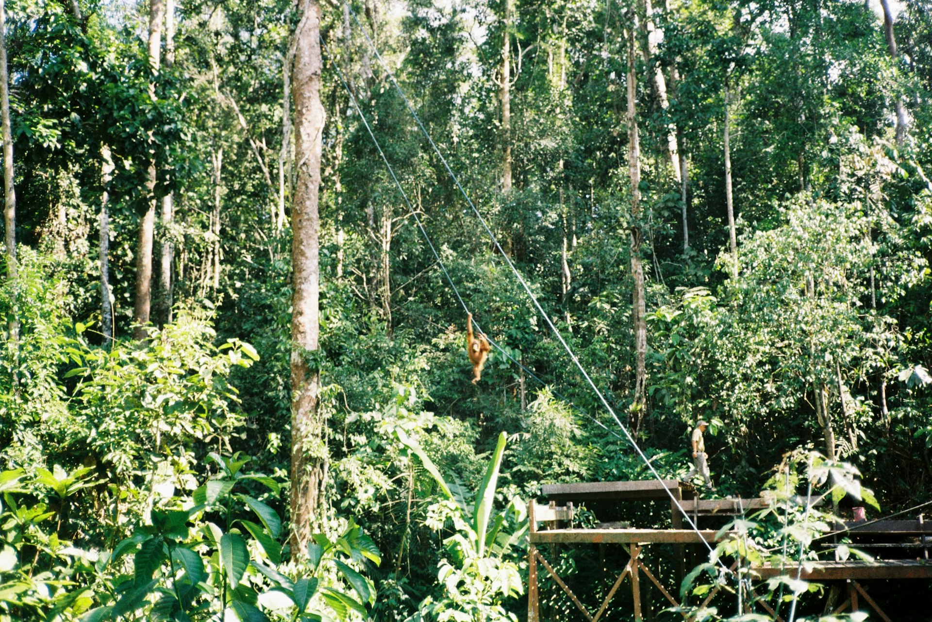 Discover Sustainable Eco-Lodges in Rainforests and Jungles: A Guide to Unforgettable Green Getaways