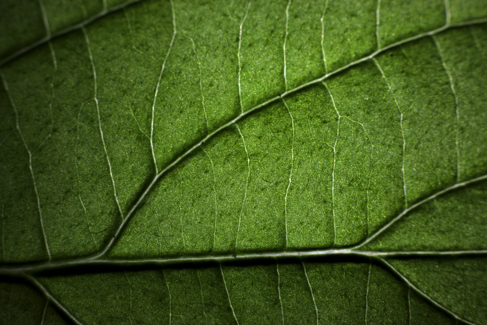 Unlocking Green Finance: Strategic Pathways for Sustainable Investment Success