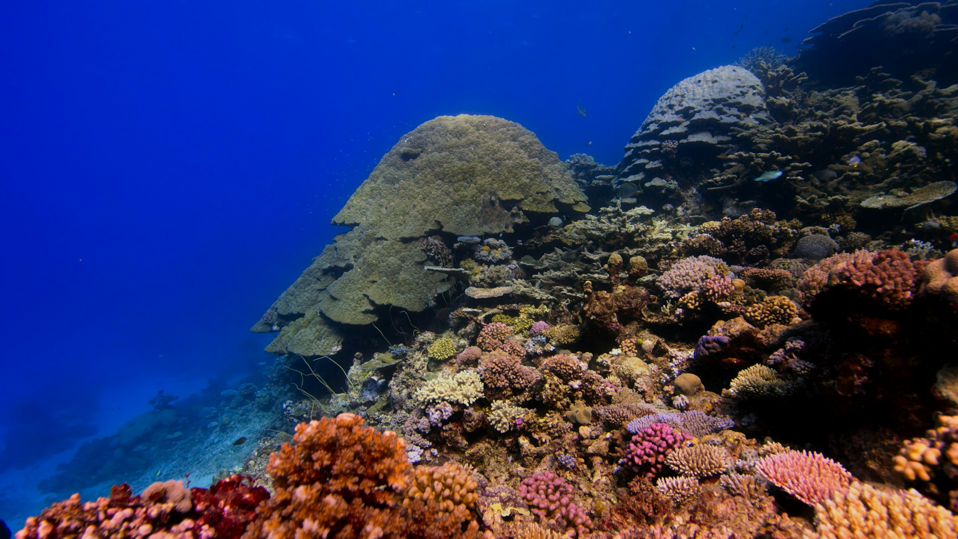 Eco Diving & Marine Life Travel: Sustainable Adventures for Ocean Enthusiasts